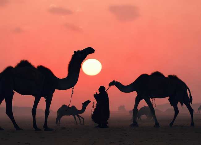 播放骆驼的故事 - 播放骆驼的故事歌曲