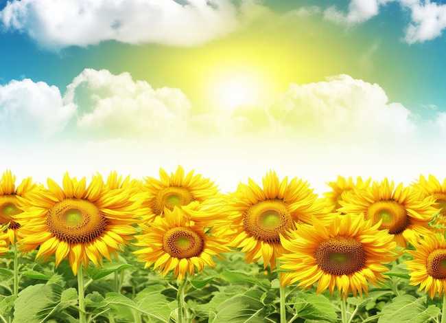 向日葵的故事文字版 - 向日葵的故事文字版图片