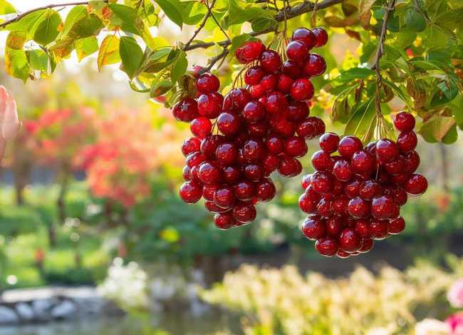 石榴儿童古诗（古诗石榴诗配画）