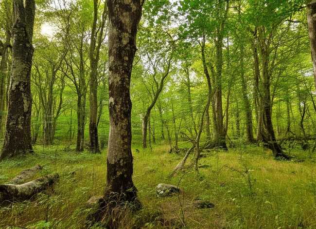 杜鹃鸟的故事音频，杜鹃鸟的故事音频下载