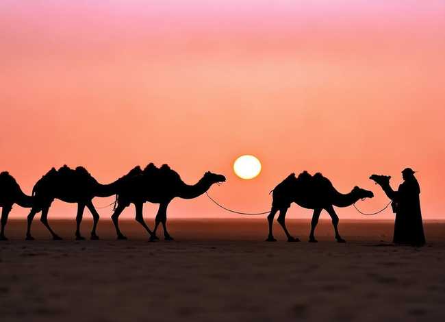 播放骆驼的故事 - 播放骆驼的故事歌曲