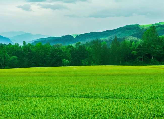 拔萝卜简单小故事，拔萝卜简单小故事50字