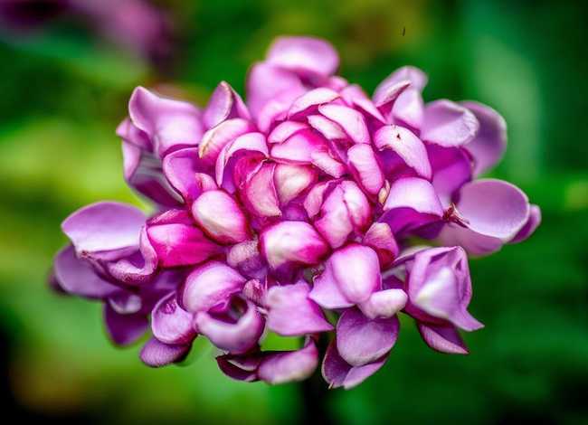 花朵故事视频 花朵故事视频素材