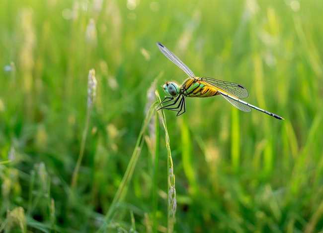 蜻蜓小故事 蜻蜓小故事电子版