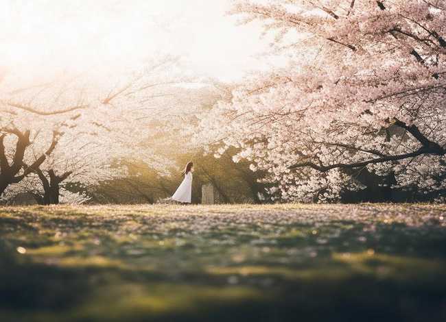 玫瑰的故事樱花（玫瑰的故事樱花树下谁站都美）