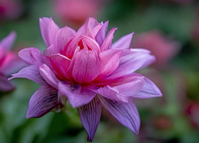 花朵故事视频 花朵故事视频素材