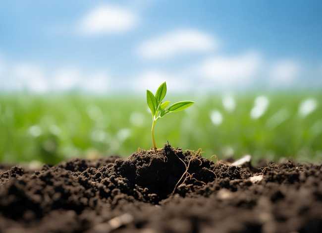 种子的故事告诉我们什么道理 一粒种子的故事告诉我们什么道理