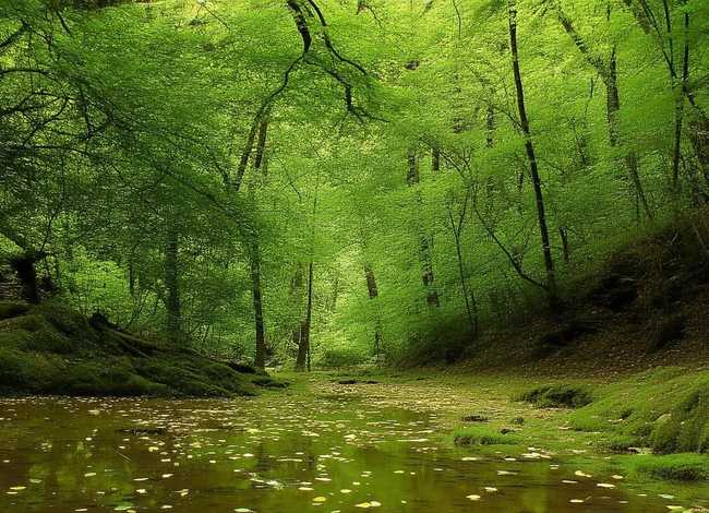 杜鹃鸟的故事告诉我们什么道理，杜鹃鸟的故事告诉我们什么道理呢