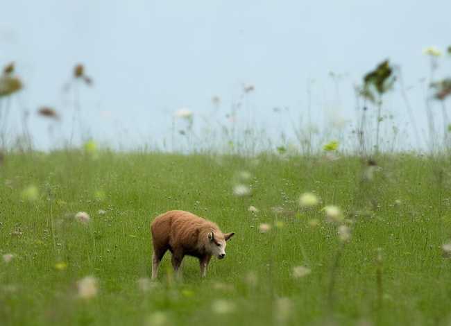 故事《小蜗牛》；故事《小蜗牛》报幕词简短