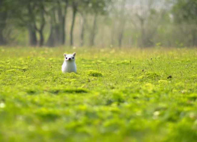 故事《小蜗牛》；故事《小蜗牛》报幕词简短
