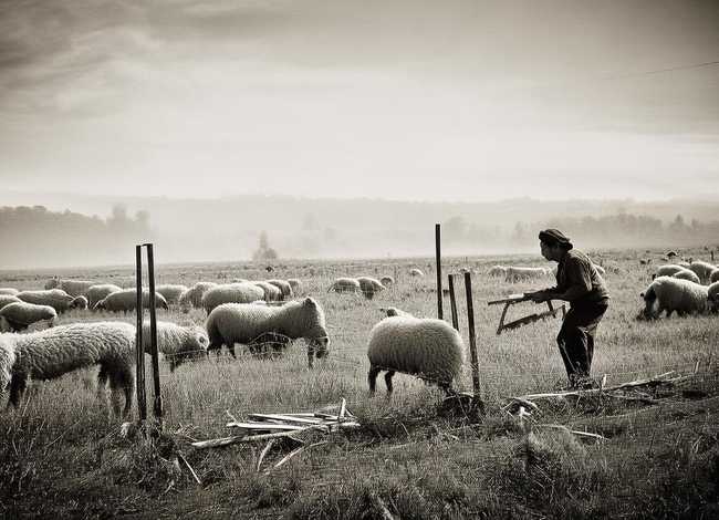 亡羊补牢成语故事绘画；亡羊补牢成语故事绘画图片