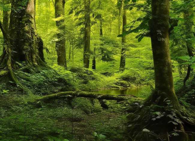 杜鹃鸟的故事完整视频,杜鹃鸟的故事完整视频在线观看 杜鹃鸟的故事完整视频,杜鹃鸟的故事完整视频在线观看
