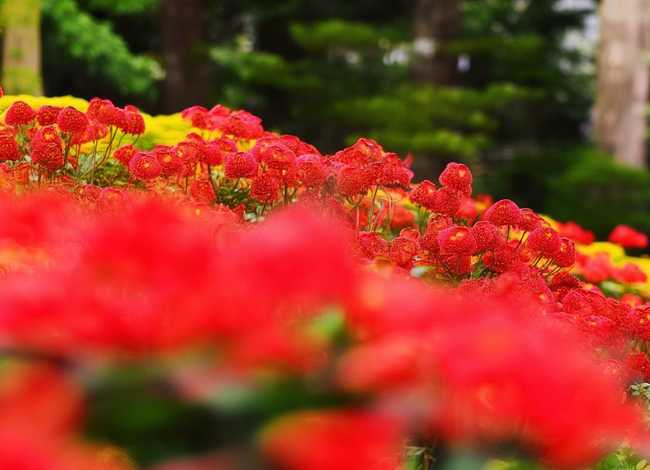 石榴的故事与感悟 - 石榴的故事30字 石榴的故事与感悟 - 石榴的故事30字