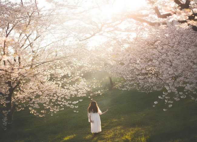 玫瑰的故事樱花（玫瑰的故事樱花树下谁站都美）