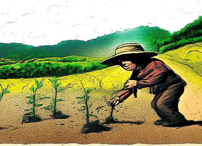 成语故事拔苗助长的故事配图；拔苗助长成语故事的绘画大全