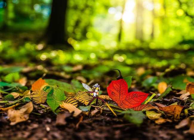 树叶故事图片、树叶故事图片大全