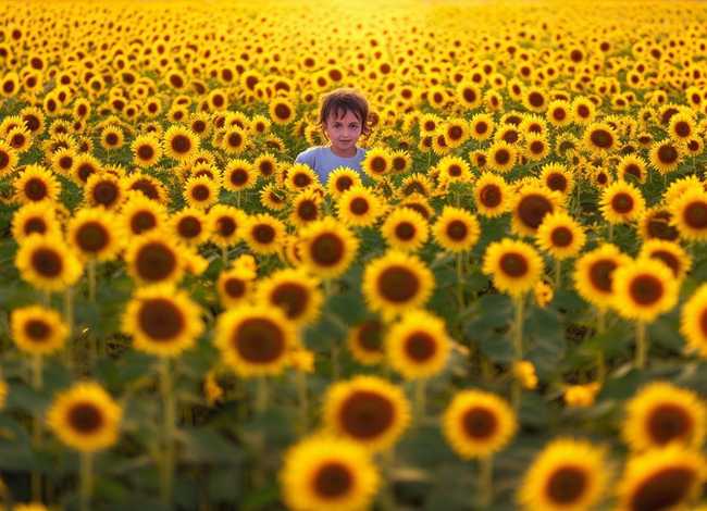 关于向日葵儿童故事50字左右、关于向日葵的故事20字 关于向日葵儿童故事50字左右、关于向日葵的故事20字