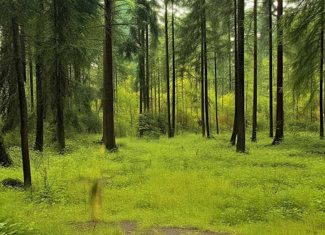 杜鹃鸟故事告诉我们道理(杜鹃鸟故事告诉我们道理有哪些) 杜鹃鸟故事告诉我们道理(杜鹃鸟故事告诉我们道理有哪些)