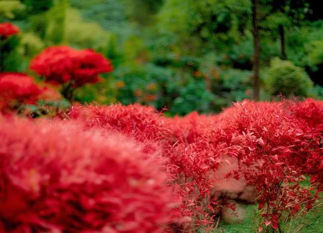 石榴的故事与感悟 - 石榴的故事30字 石榴的故事与感悟 - 石榴的故事30字