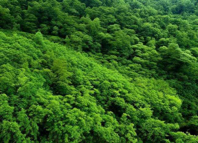 孔雀公主儿童故事动画片 孔雀公主的故事动画片