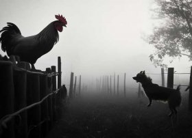 鸡鸣狗盗的故事；鸡鸣狗盗的故事概括