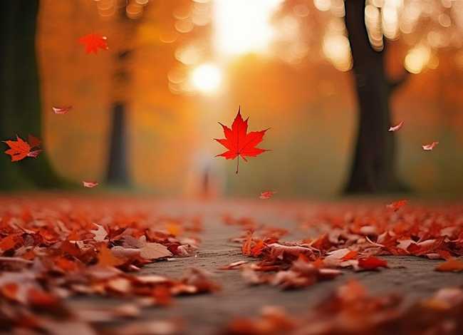 关于枫叶的小故事（关于枫叶的小故事简短）