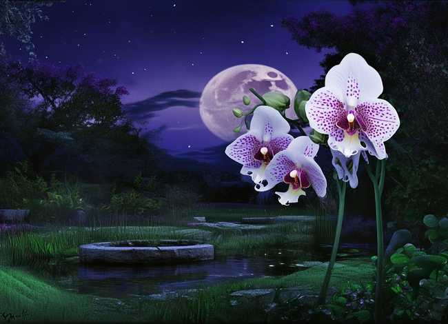 关于兰花的故事或传说，关于兰花的故事或传说有哪些