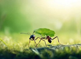 蚂蚁的小故事，蚂蚁的小故事简短版