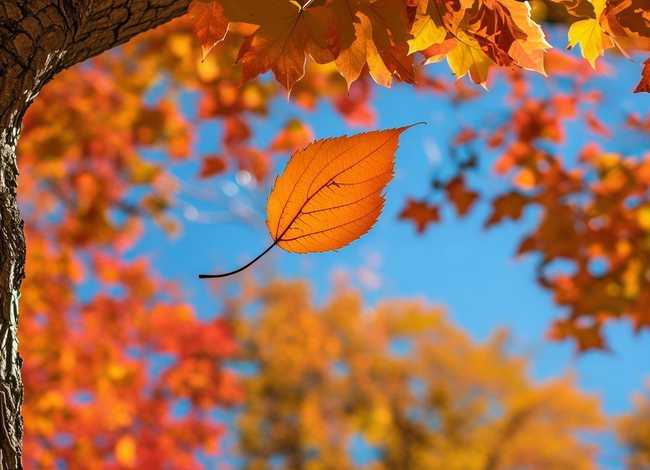 儿童故事一片叶子落下来 一片叶子落下来故事简介