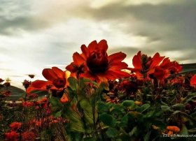 红楼梦经典故事，红楼梦经典故事情节200字