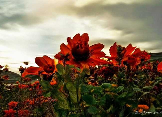 红楼梦经典故事，红楼梦经典故事情节200字