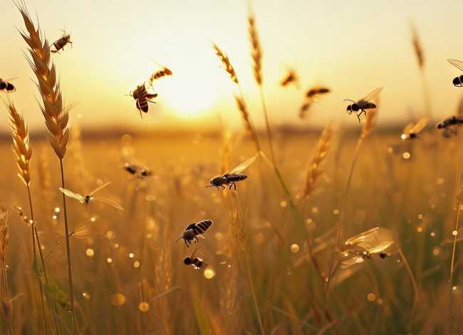 播放蜜蜂的故事，播放蜜蜂的风的故事