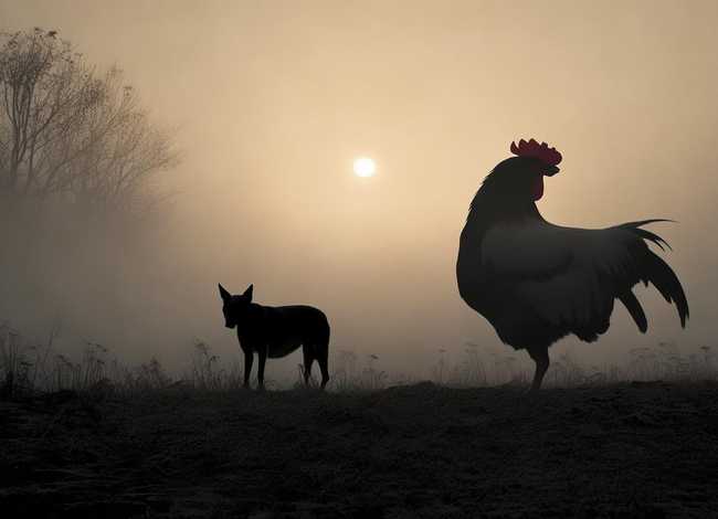 鸡鸣狗盗这个故事 - 鸡鸣狗盗这个故事告诉我们什么道理 鸡鸣狗盗这个故事 - 鸡鸣狗盗这个故事告诉我们什么道理