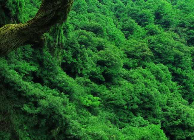 儿童故事孔雀公主全集；孔雀公主故事视频全集