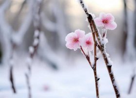 梅花的故事简短，梅花的故事简短概括