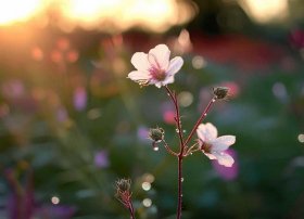 花枝的故事免费观看，花枝的故事片尾曲