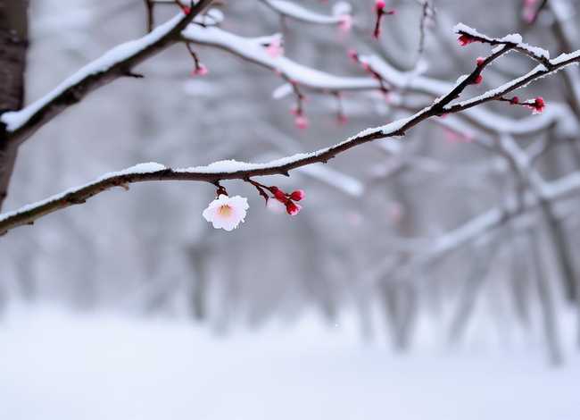 梅花的故事简短一点、梅花的故事简短一点怎么写