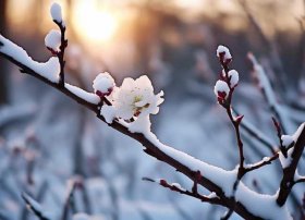 梅花的故事励志（关于梅花的励志故事）