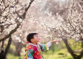 关于梅花儿童小故事简短 - 关于梅花的短故事