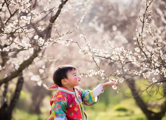 关于梅花儿童小故事简短 - 关于梅花的短故事