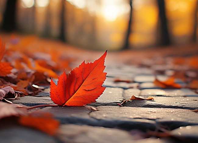 一片落叶的故事 - 一片落叶的故事日记