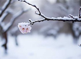 梅花的故事简短一点、梅花的故事简短一点怎么写
