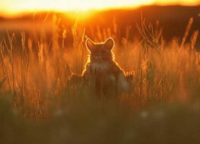 蜗牛找家的故事、小蜗牛找家的故事