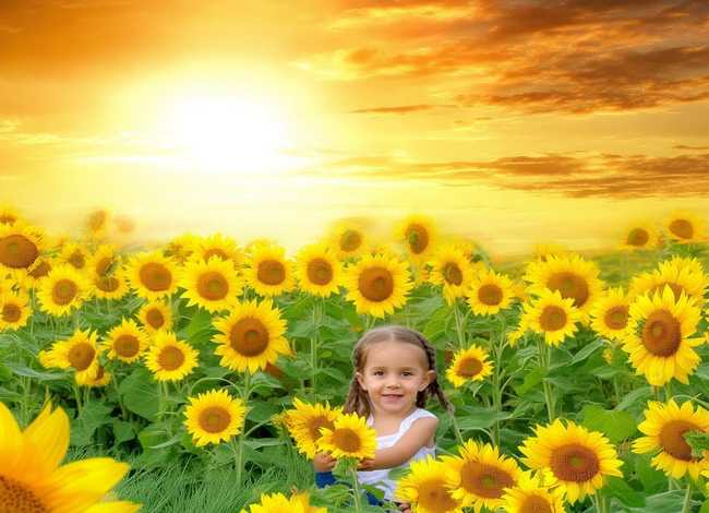 太阳花的故事歌曲；太阳花的故事歌曲有哪些