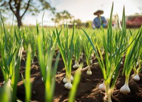 蒜历史故事；大蒜的历史故事生长特点功用的