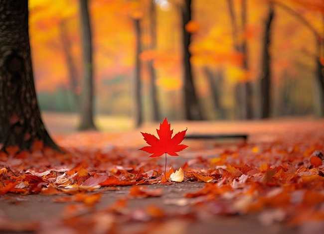 关于枫叶的小故事（关于枫叶的小故事简短）
