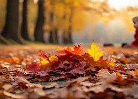 落叶故事教案 落叶的故事教案