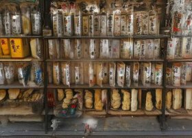 鸡鸣狗盗的故事简短10，鸡鸣狗盗的故事简短50字