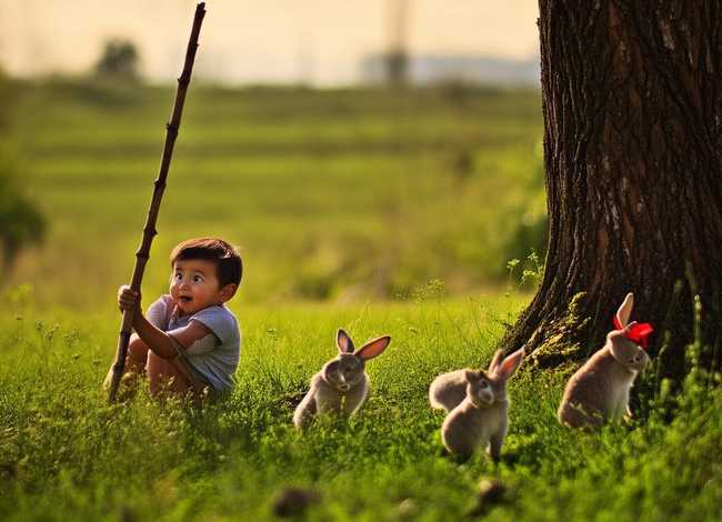 幼儿故事《守株待兔》 - 幼儿故事《守株待兔》图片