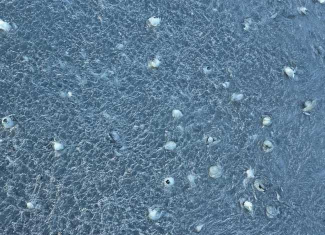 一言九鼎的故事，一言九鼎的故事50字